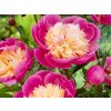 Pivonka bylinná Bowl of Beauty - Paeonia lactiflora kont. 1,5 l