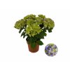Hydrangea macrophylla 'Mophead Blue'(3)