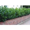 Živý plot Vavrínovec lekársky Novita 15-20 cm(9)