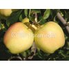 Jabloň Golden Delicious na cca 100cm kmeni, výška 150-170cm, obv. km. 6-8cm, kont. 10 l
