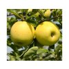 Jabloň Golden Delicious na cca 100cm kmeni, výška 150-170cm, obv. km. 6-8cm, kont. 10 l