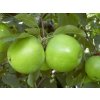 Ovocné stromy Jabloň Granny Smith