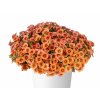 Letničky a balkónové kvety Minipetúnia Million Bells Eyeconic Orange