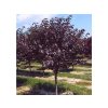 Okrasná čerešňa Royal Burgundy na 120-130cm kmeni, výška 170-220cm, obv. km. 6-8cm, C15-20