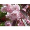 Okrasná čerešňa Royal Burgundy na 120-130cm kmeni, výška 170-220cm, obv. km. 6-8cm, C15-20