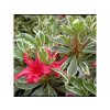 Okrasné kry Azalka japonská Hot Shot Variegated(2)