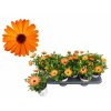 Letničky a balkónové kvety Africká sedmokráska Orange