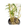 Bambus PHYLL. Aureosulcata Aureocaulis(6)