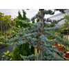 Okrasné stromy Céder atlantský Glauca 150 200cm(7)