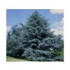 Okrasné stromy Céder atlantský Glauca 150 200cm(3)