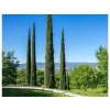 Okrasné stromy Cyprus vždyzelený Totem 200 230 cm(7)
