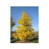 Okrasné stromy Ginko dvojlaločné Fastigiata Blagon(9)
