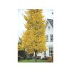 Okrasné stromy Ginko dvojlaločné Fastigiata Blagon(5)