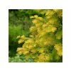Okrasné stromy Metasekvoja čínska ‘Amber Glow’ (2)