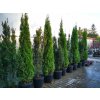 Tuja západná SMARAGD 220-250 cm, kont. 45l