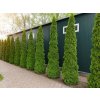Tuja západná SMARAGD 220-250 cm, kont. 45l