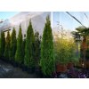 Tuja západná SMARAGD 220-250 cm, kont. 45l