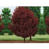 Javor mliečny CRIMSON SENTRY na kmienku 240-260cm, obvod kmeňa 8-10cm, kont. 25 l