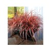 Austrálska ohnivá tráva Everflame - Uncinia rubra, kont. p14