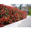 Okrasné kry Červienka fraserová Red Robin 140 170cm(7)