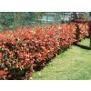 Okrasné kry Červienka fraserová Red Robin 140 170cm(8)