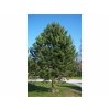 Okrasné stromy Borovica čierna Austriaca (2)