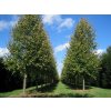 Lipa malolistá Greenspire na kmienku 250-300cm, obvod kmeňa 10-12cm, kont. 30 l