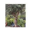 Exotické rastliny Olivovník európsky výška kmeňa 90 100cm, obvod kmeňa 60 70cm(1)