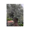 Exotické rastliny Olivovník európsky bonsaj, obvod kmeňa 130 140cm(1)