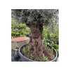 Exotické rastliny Olivovník európsky bonsaj, obvod kmeňa 130 140cm(2)
