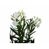 Dreviny na kmienku Oleander biely na kmienku Soeur Agnes(2)