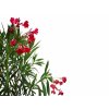 Dreviny na kmienku Oleander červený na kmienku Jannoch(1)