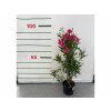 Exotické rastliny Oleander cyklaménový 40 60 cm