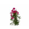 Exotické rastliny Oleander cyklaménový 40 60 cm(2)