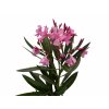 Exotické rastliny Oleander ružový 40-60 cm(2)