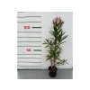 Exotické rastliny Oleander ružový 40-60 cm(1)