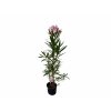 Exotické rastliny Oleander ružový 40-60 cm