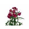 Exotické rastliny Oleander červený 40 60 cm(1)