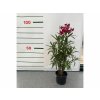Exotické rastliny Oleander červený 40 60 cm