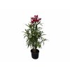Exotické rastliny Oleander červený 40 60 cm(2)