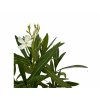 Oleander biely 40 60 cm(1)