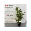 Oleander biely 40 60 cm(2)
