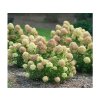Okrasné kry Hortenzia metlinatá Little Lime 20 40cm(6)