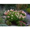 Okrasné kry Hortenzia metlinatá Pinky Winky 20 40cm(1)