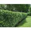Živý plot vavrínovec lekársky Elly