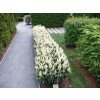 Vavrínovec lekársky Otto Luyken 30-40cm - Prunus laurocerasus kont. C2