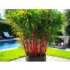 Bambus Fargesia Red Dragon