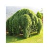 Sofora japonská Pendula na kmienku 110-150cm, kont. C5
