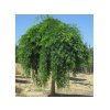 Sofora japonská Pendula na kmienku 110-150cm, kont. C5