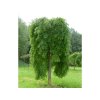 Sofora japonská Pendula na kmienku 110-150cm, kont. C5